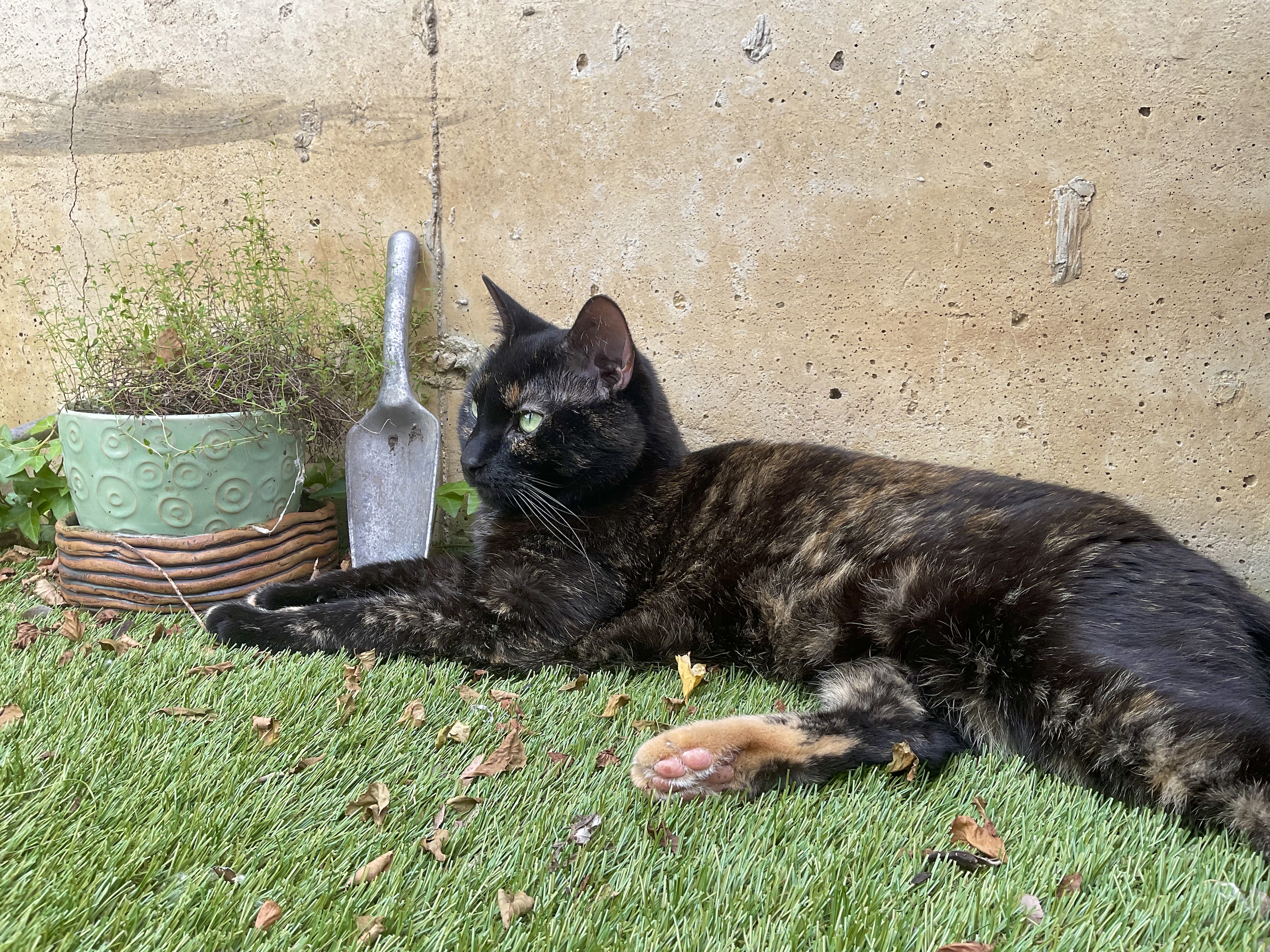 Bant lounging in the yard