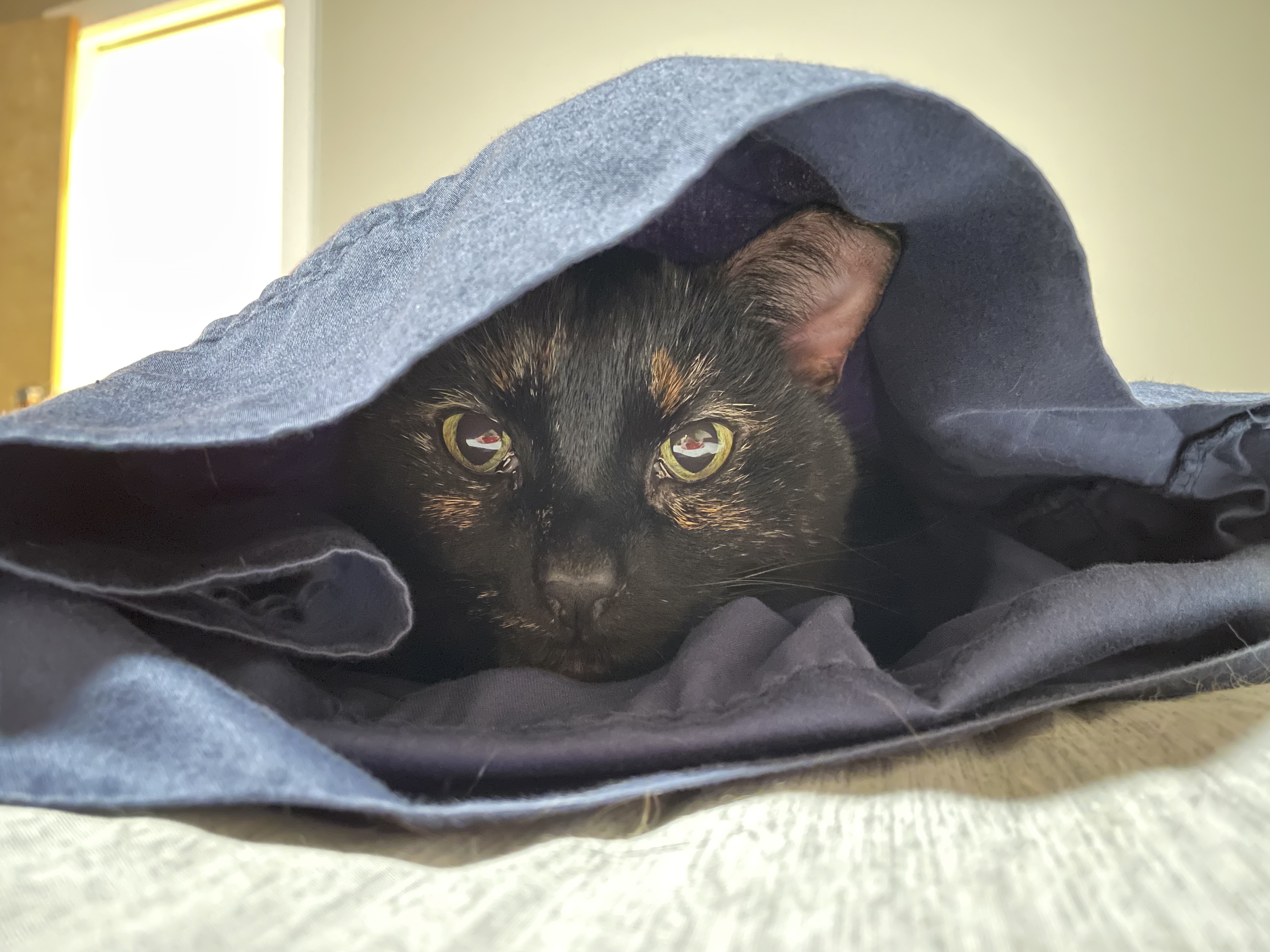 Bant peeking from blankets