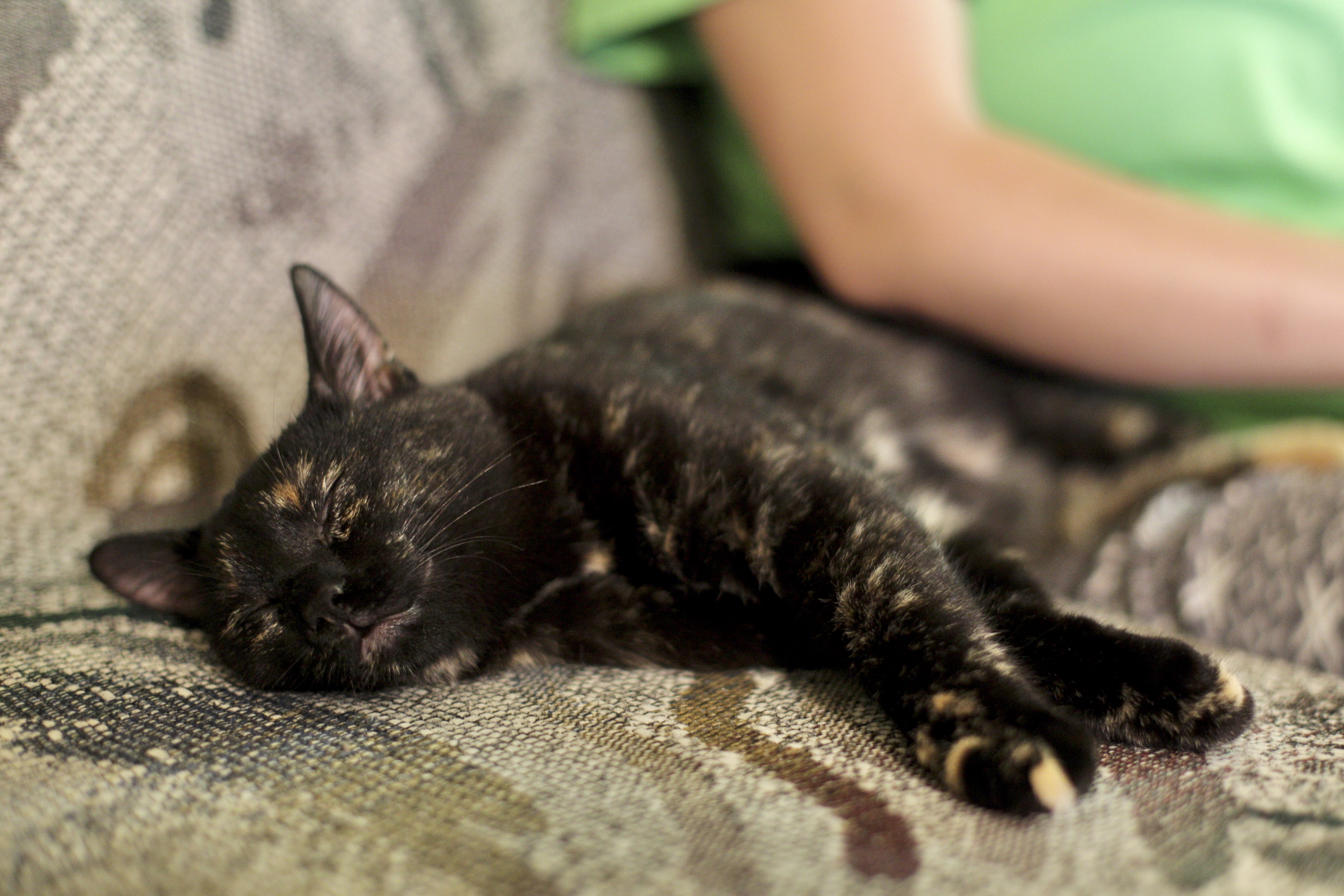 Bant, as a kitten, sleeping